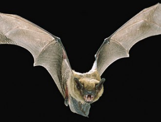 蝙蝠