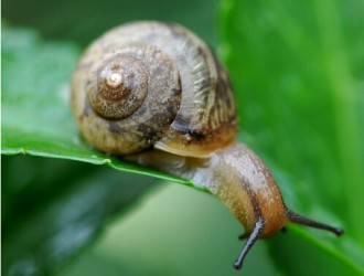 蜗牛