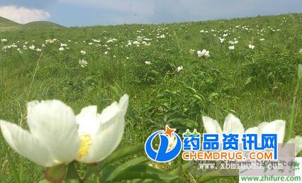 {Year}种白芍赚钱吗？{Year}白芍种植前景及市场价格分析