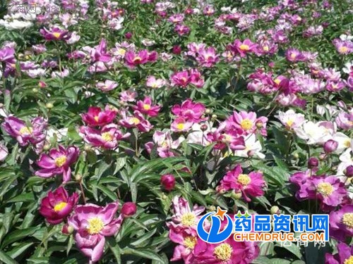 白芍苗价格+白芍苗价格=山西白芍苗价格图2