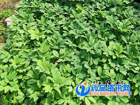 南方油用牡丹苗圃幼苗