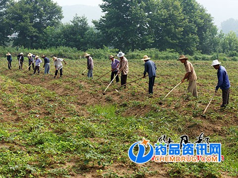 南方油用牡丹锄草