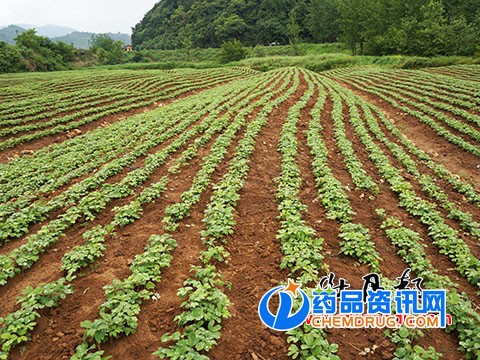 南方油用牡丹生长状况