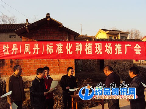 南方油用牡丹种植推广