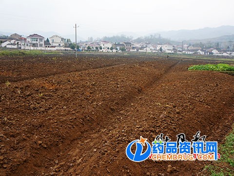 南方油用牡丹移栽整地