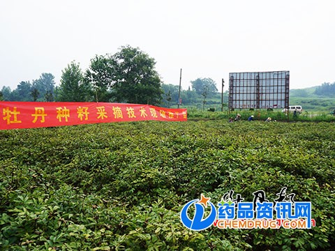 南方油用牡丹种子采摘