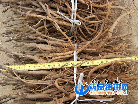 南方油用牡丹种苗