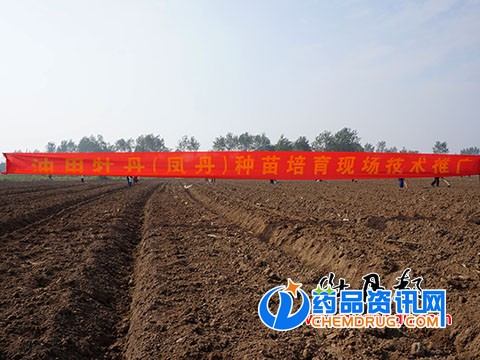 南方油用牡丹育苗整地