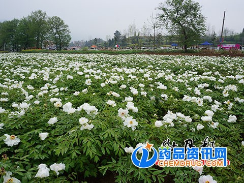 南方油用牡丹栽培基地