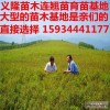 连翘苗==连翘苗价格