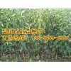 占地梨树！！占地梨树价格3公分-8公分13653596966