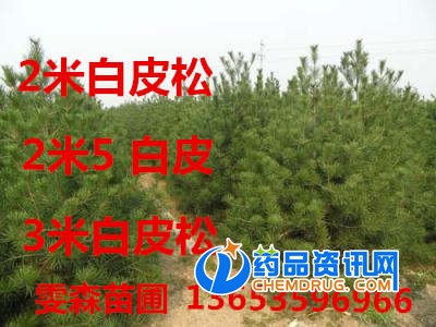 白皮松2米2米_副本6966