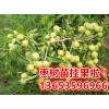 冬枣苗价格！！！冬枣苗价格=？枣树实生苗