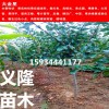 山楂苗批发价格=山楂苗批发基地