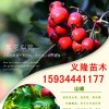 山楂苗批发=山楂树苗批发
