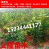 山楂苗多少钱？？山楂苗多少钱一棵？?