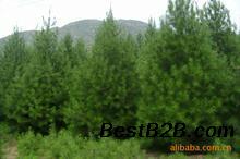 3米白皮松价格??3米白皮松多少钱一株