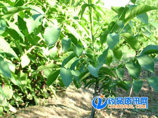 良种核桃苗价格