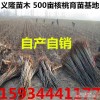 8518核桃苗价格==8518核桃树苗价格