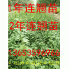 2年连翘苗**价格=2年连翘苗**价格