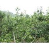 占地苹果树！！占地苹果树2公分-8公分13653596966