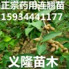 连翘苗=药用连翘苗价格