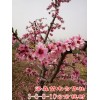 出售3公分桃树-4-5-6公分占地桃树价格