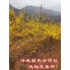 今日1年山西连翘苗 0.3=0.4=0.5公分连翘苗价格