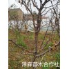 5公分占地枣树-6公分占地枣树-8公分占地枣树价格