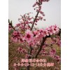 占地桃树价格=8公分10公分12公分15公分桃树原产地价格