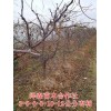 产地8公分枣树产地价格 6公分枣树价格=10公分枣树价格
