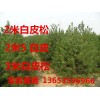 3米白皮松!!!3米白皮松多少钱一棵=？？？