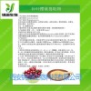 樱桃果粉针叶樱桃提取物批量供应