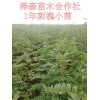 山西刺槐苗 刺槐小苗原产地批发价格