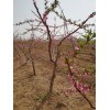 5公分桃树价格 五公分桃树 6公分桃树原产地批发价格
