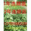 今日连翘苗价格++连翘苗价格 高产连翘苗价格