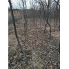 供应3公分！4公分！5公分！6公分！=8公分山楂树价格