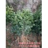 大红袍花椒苗=1年花椒苗+2年花椒苗+3年花椒苗原产地价格