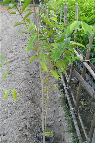 沉香树苗，沉香